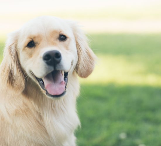 Adopter un chien les coussinets