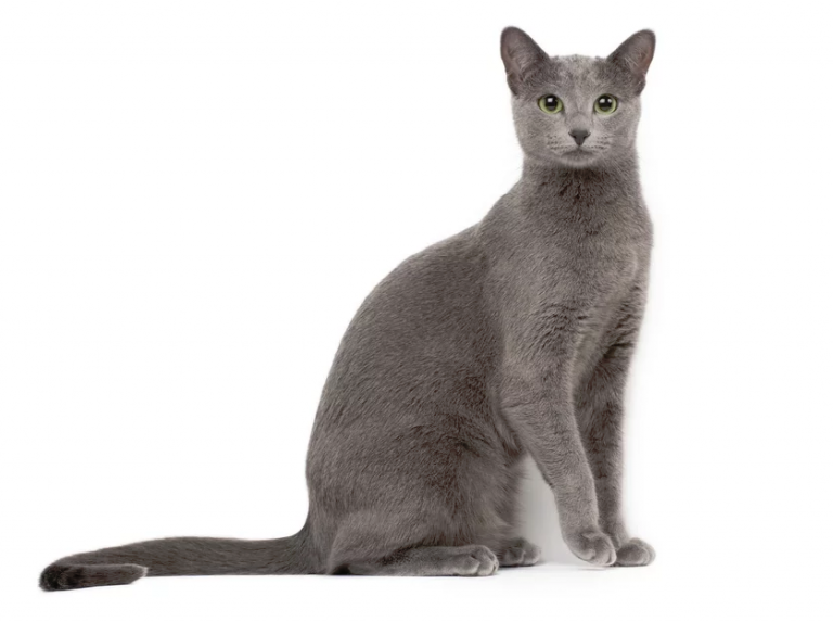 La race de chat bleu russe : tout savoir