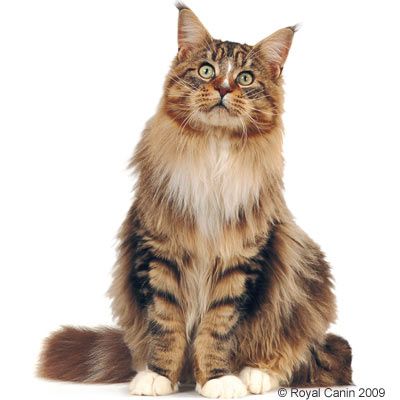 maine coon chat les coussinets