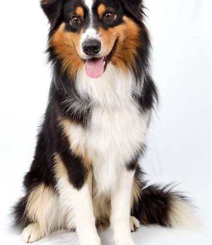 chien berger australien
