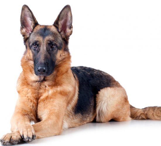berger allemand chien