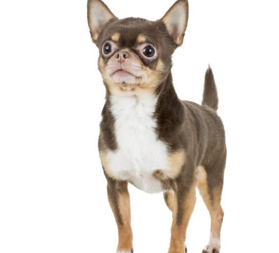 race chien chihuahua
