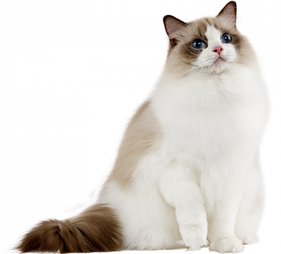 race chat ragdoll les coussinets