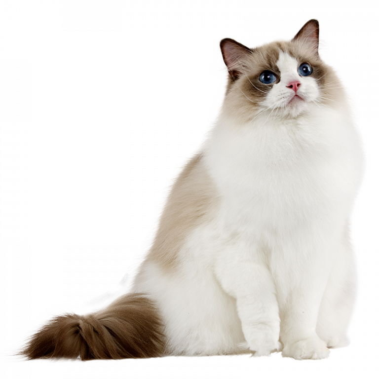 race chat ragdoll les coussinets
