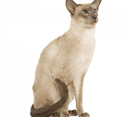 chat siamois les coussinets
