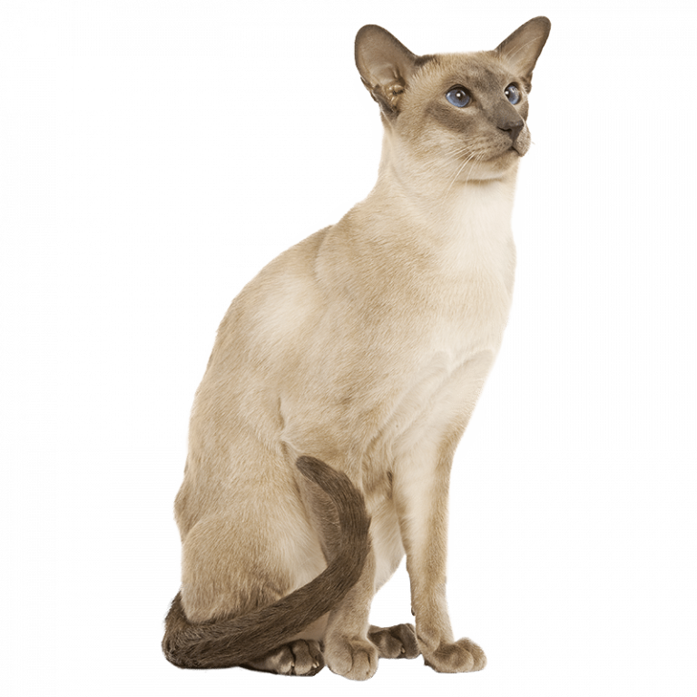 chat siamois les coussinets