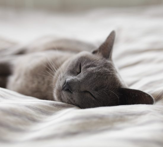 coussin pour chat