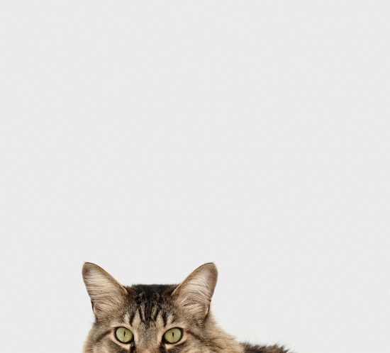 leucose chat les coussinets