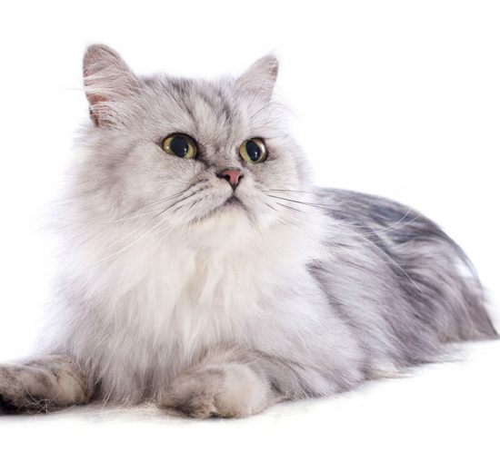 chat persan les coussinets