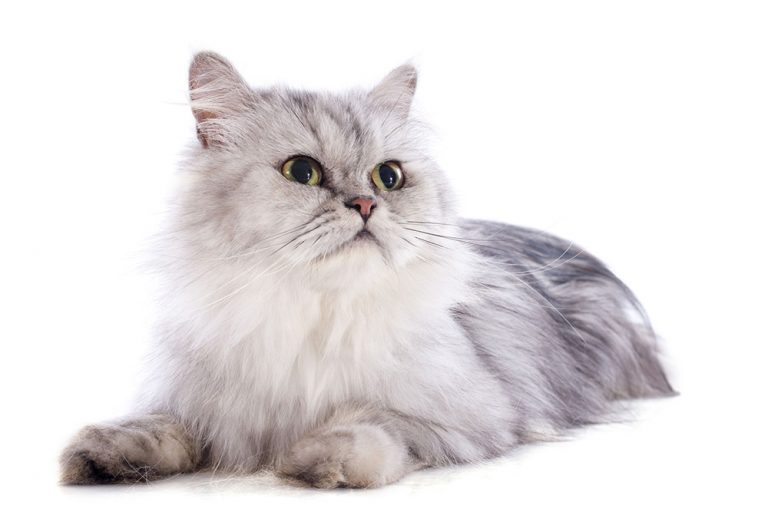La race de chat persan : tout savoir