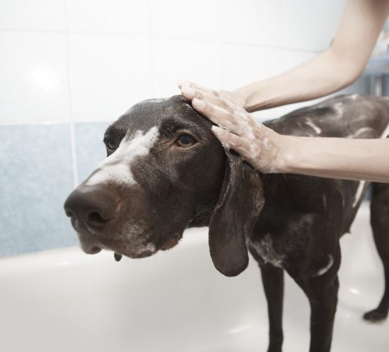 laver chien