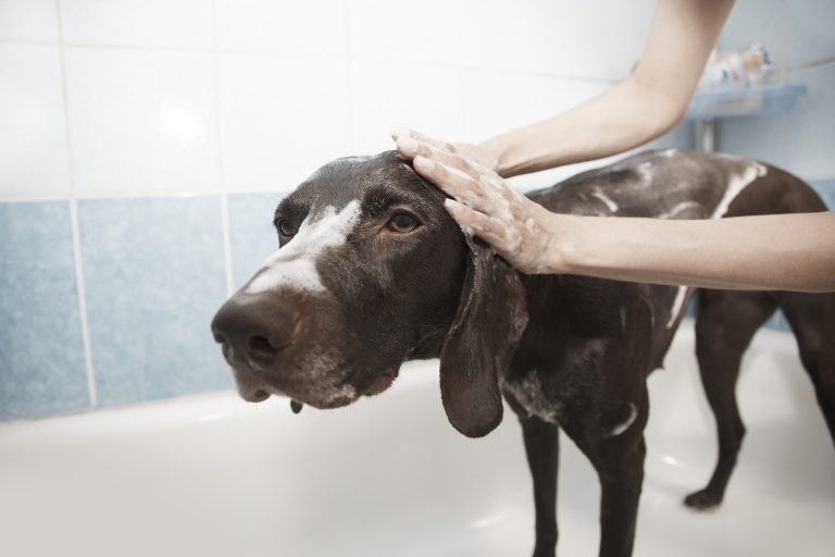 laver chien