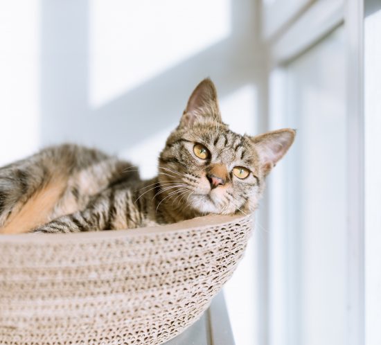 calicivirose chat les coussinets