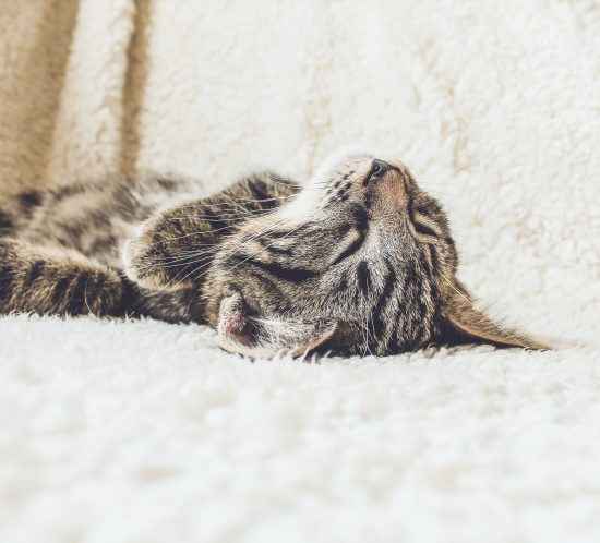 dépression chat les coussinets