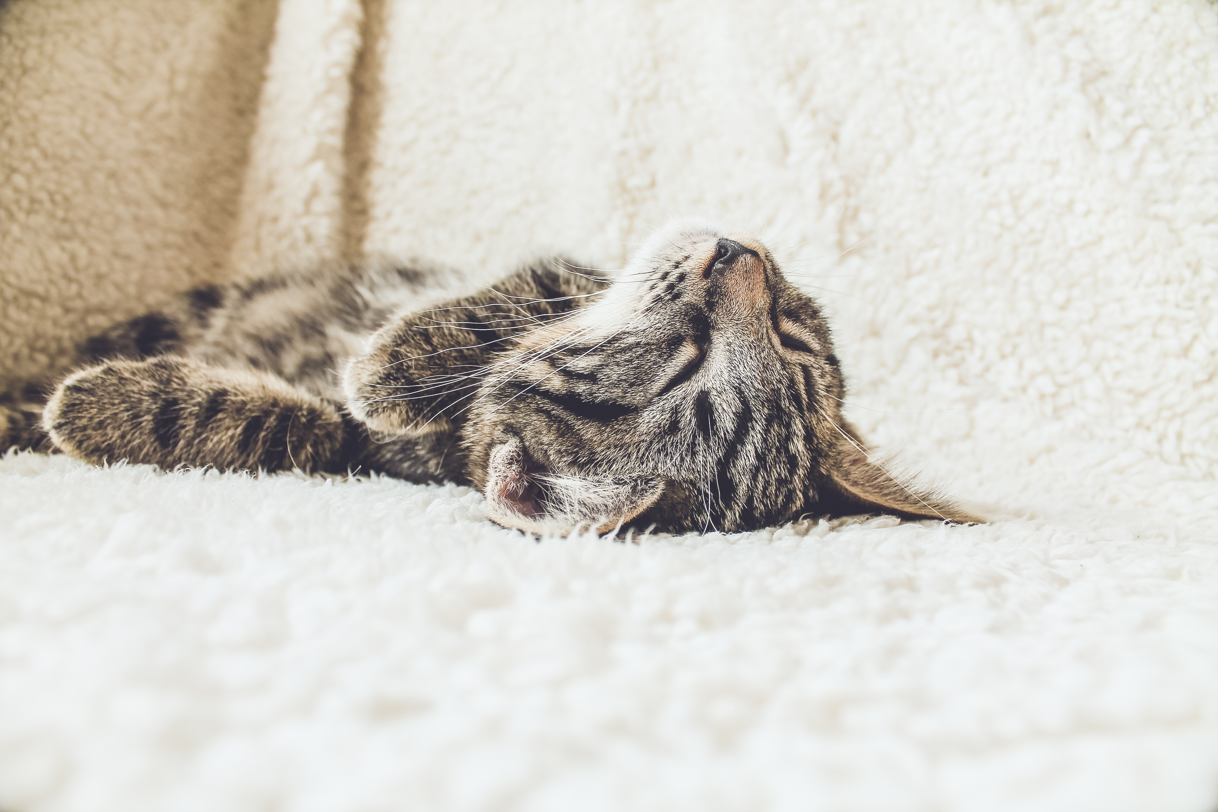 dépression chat les coussinets