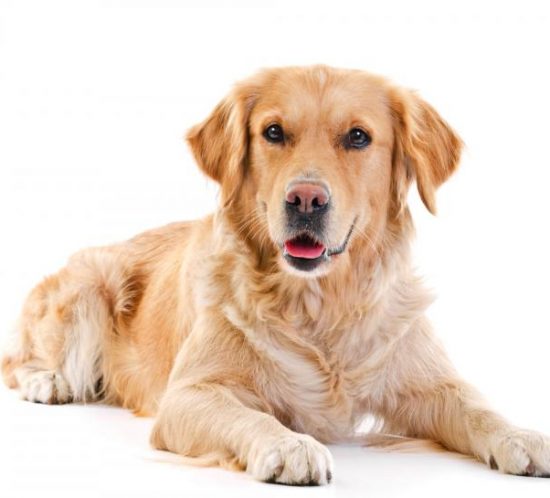 chien golden retriever