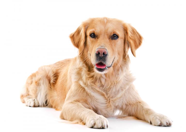 chien golden retriever