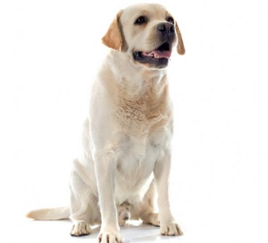 chien race labrador