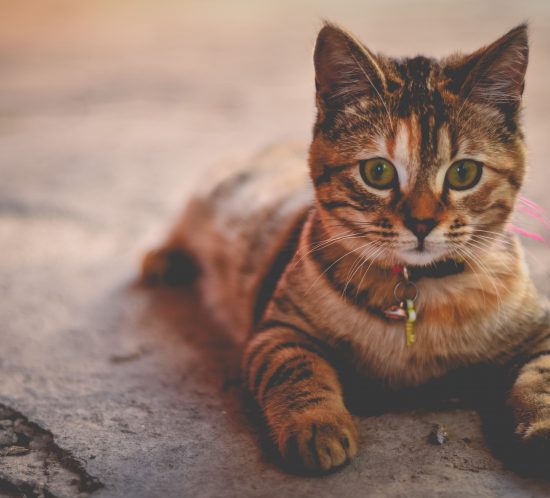 collier chat