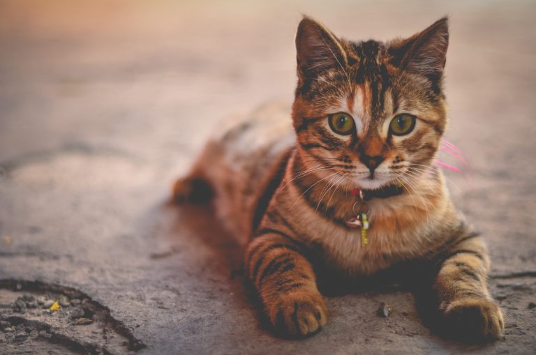 Comment choisir un collier pour chat ?