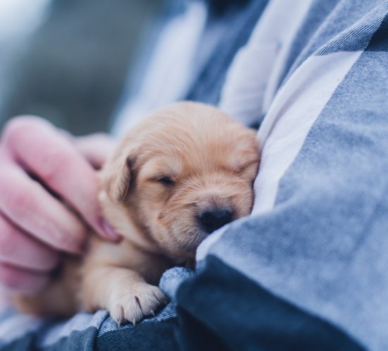 féliciter un chien