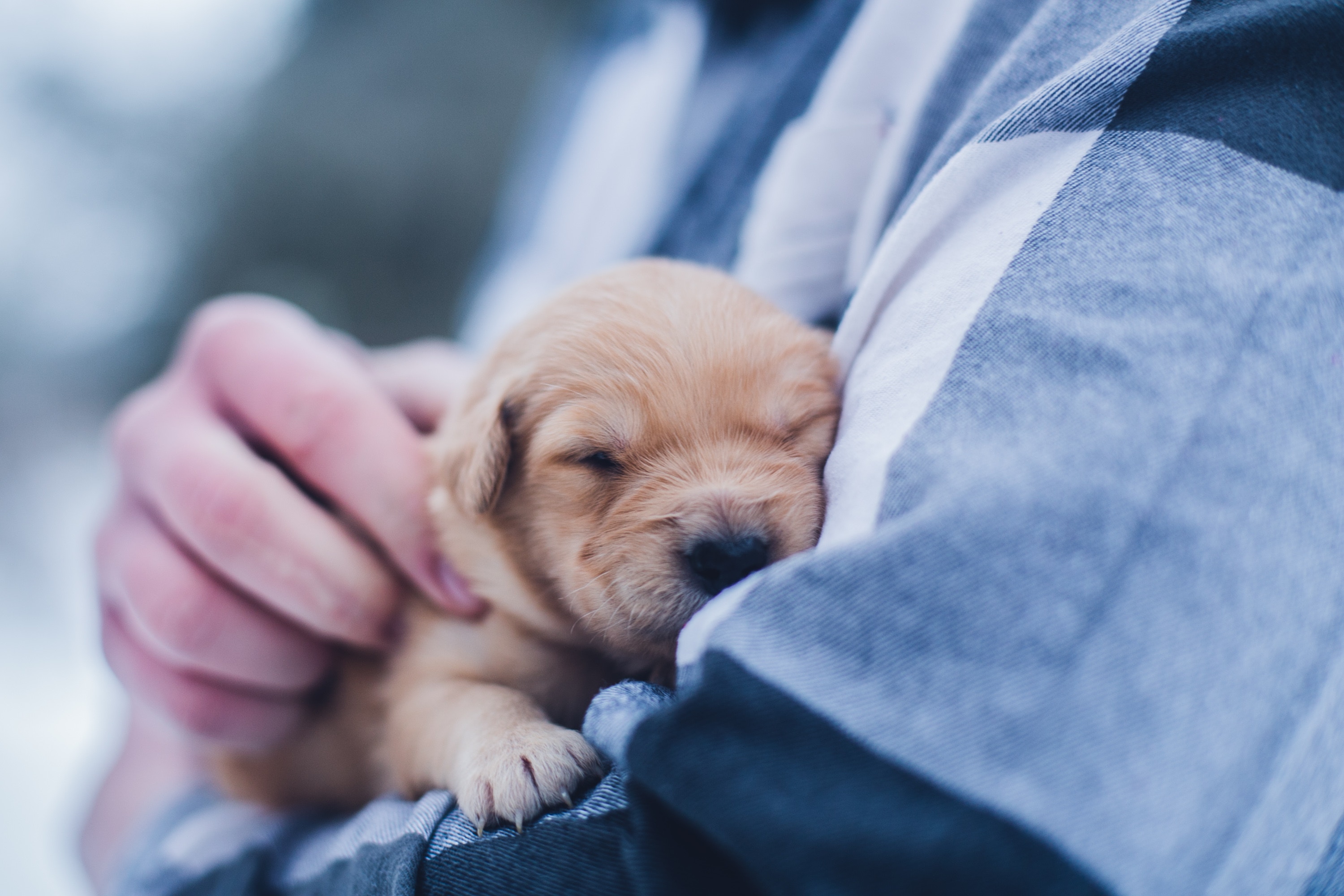 féliciter un chien