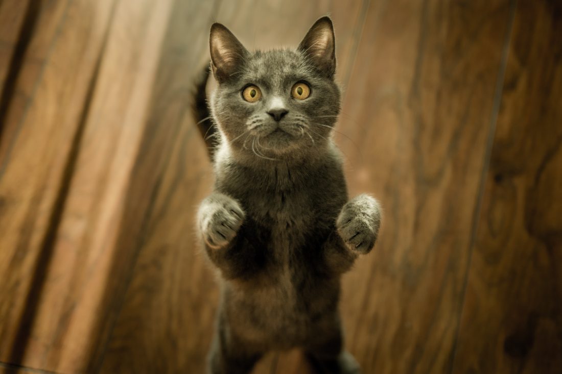 griffoir chat