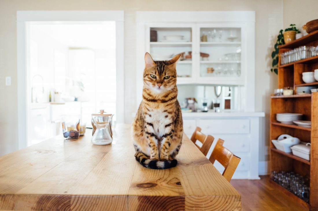 gamelle chat