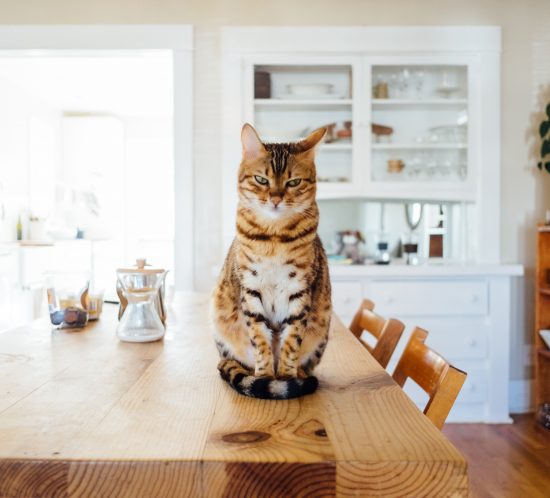 gamelle chat
