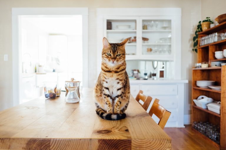 gamelle chat