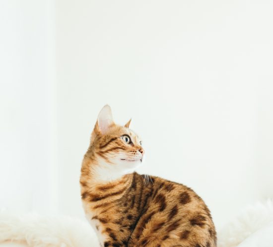 ronronnement chat les coussinets