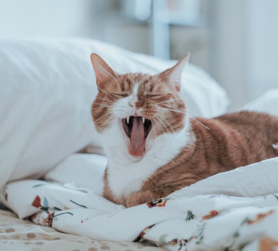 miaulement chat les coussinets