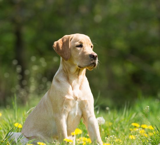 éducation chien