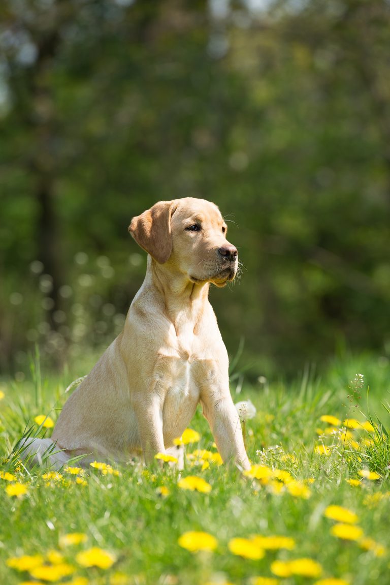 éducation chien