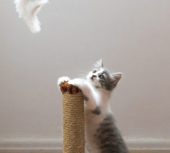 chat griffoir les coussinets