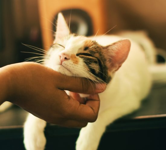 féliciter un chat les coussinets