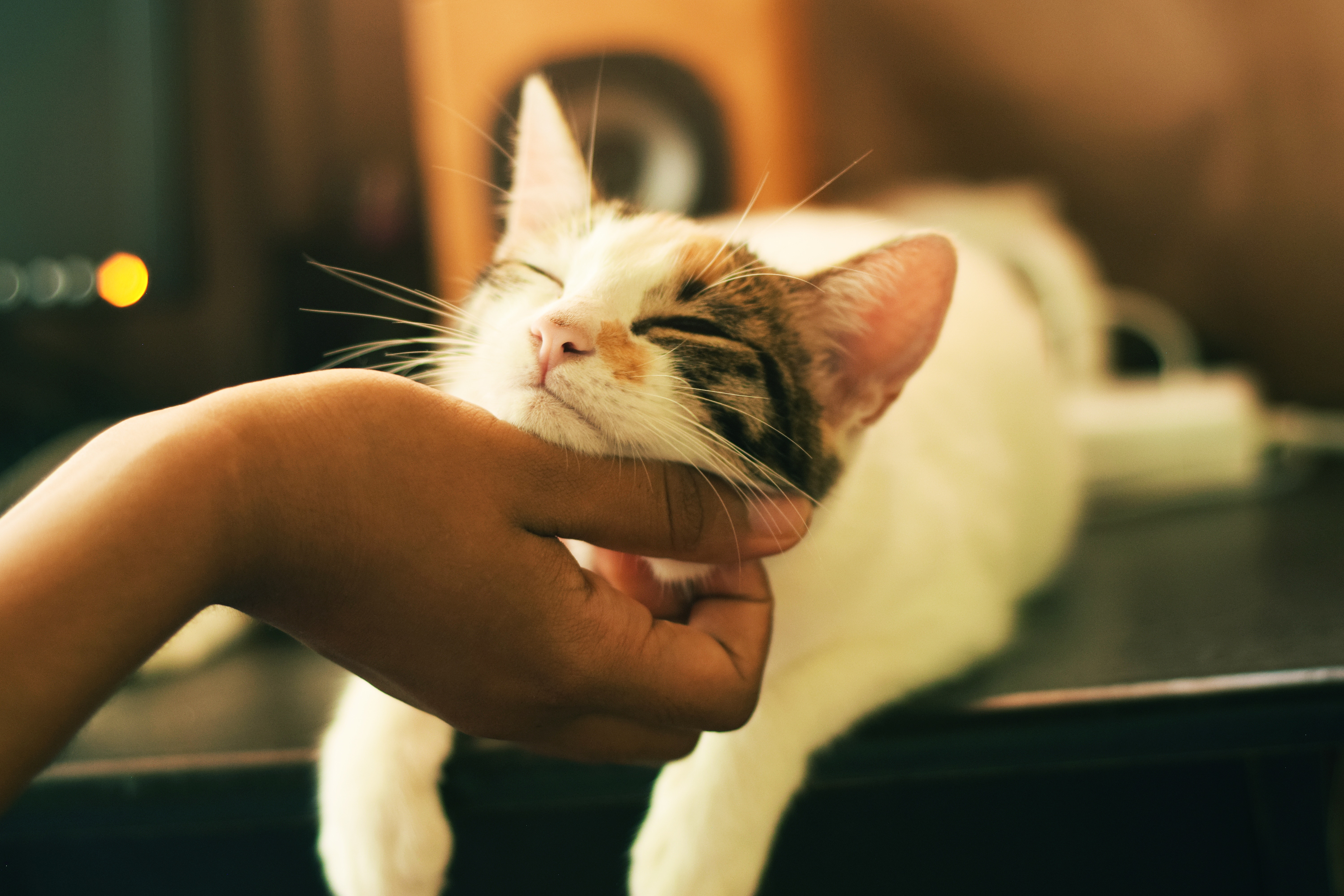 féliciter un chat les coussinets