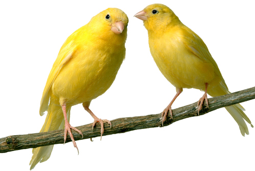 La race canari : tout savoir