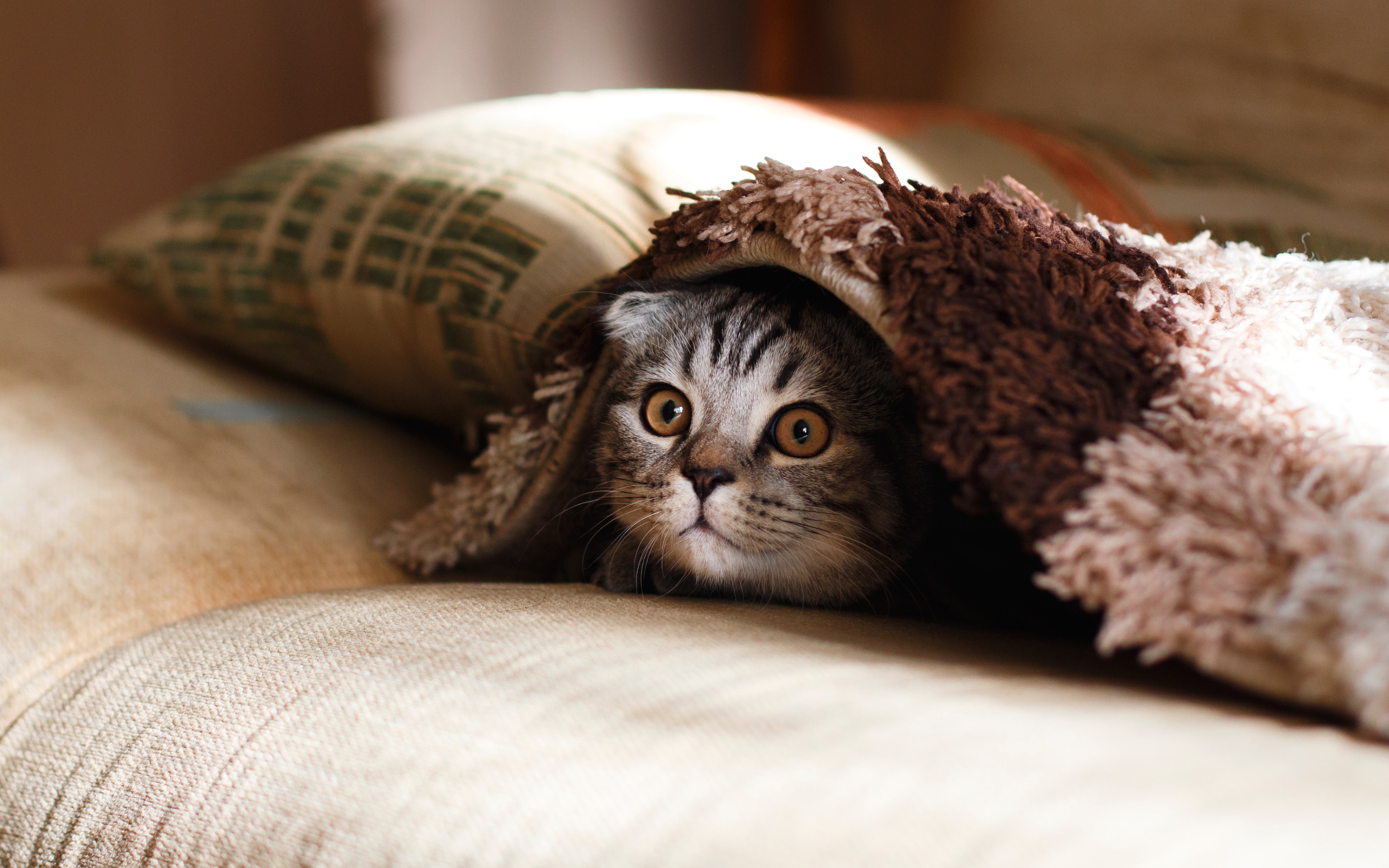 Bienfaits animal compagnie