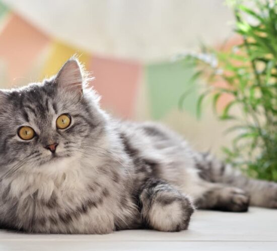 chat assis sur une table
