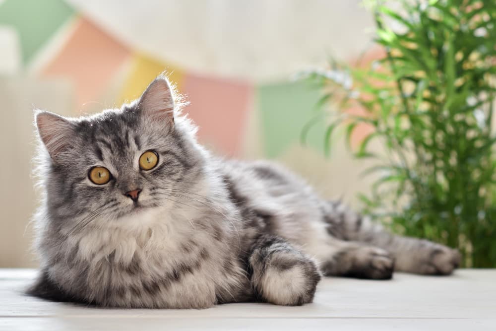 chat assis sur une table