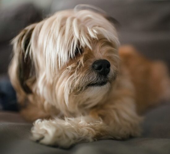 Photo d'un chien d'appartement