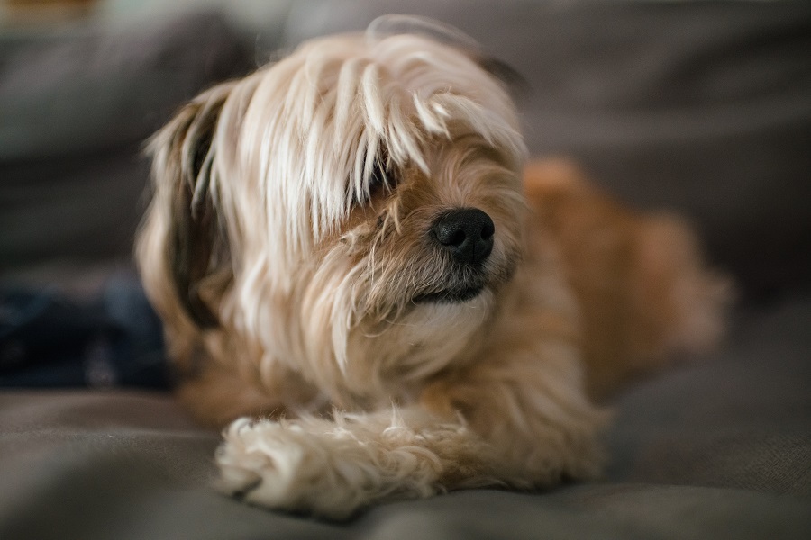 Photo d'un chien d'appartement