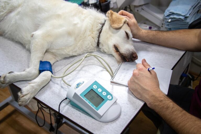Urgence vétérinaire à Marseille : solutions disponibles et réflexes à adopter pour sauver votre compagnon